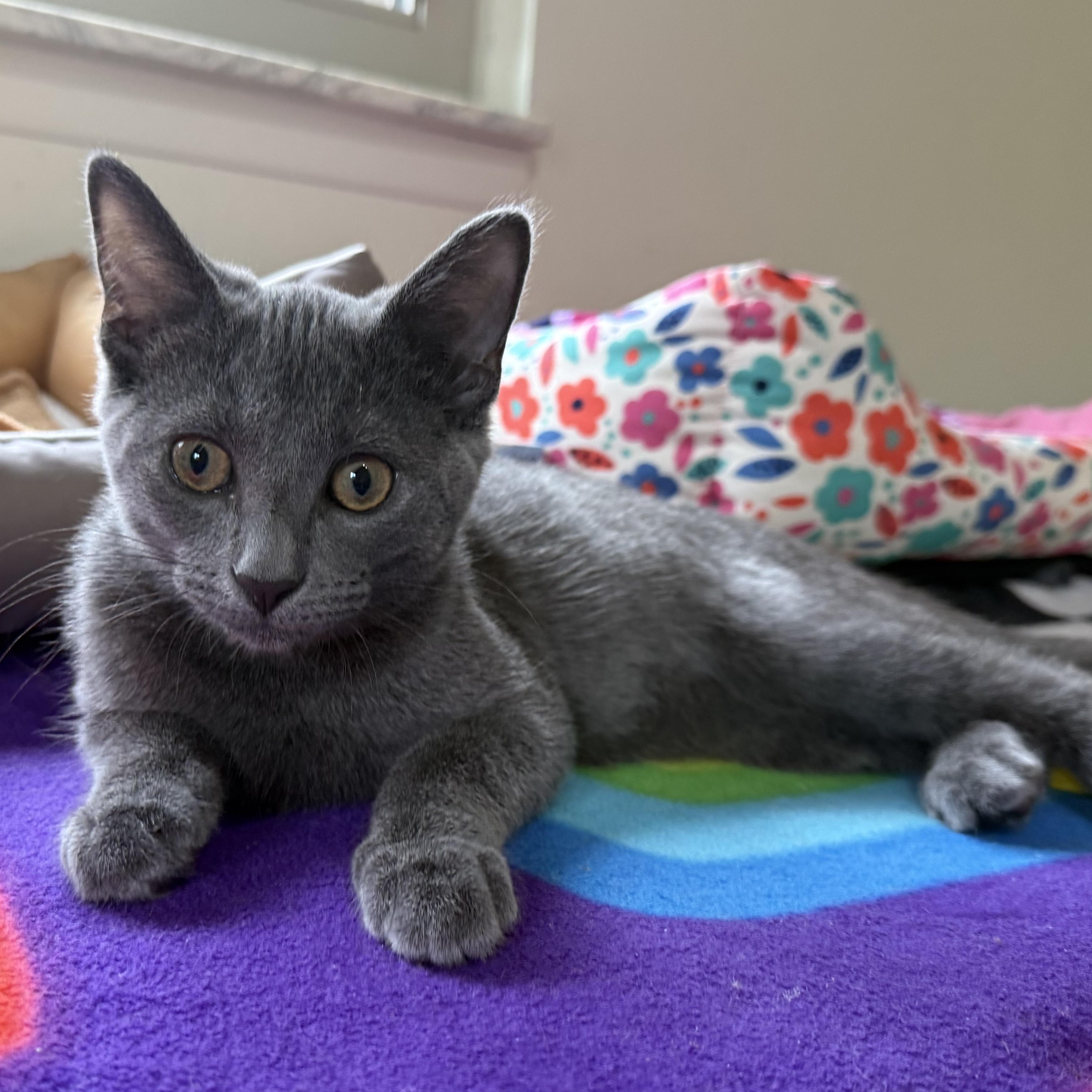 Hayez (purr machine), Adoptable, Kitten Male Domestic Short Hair.