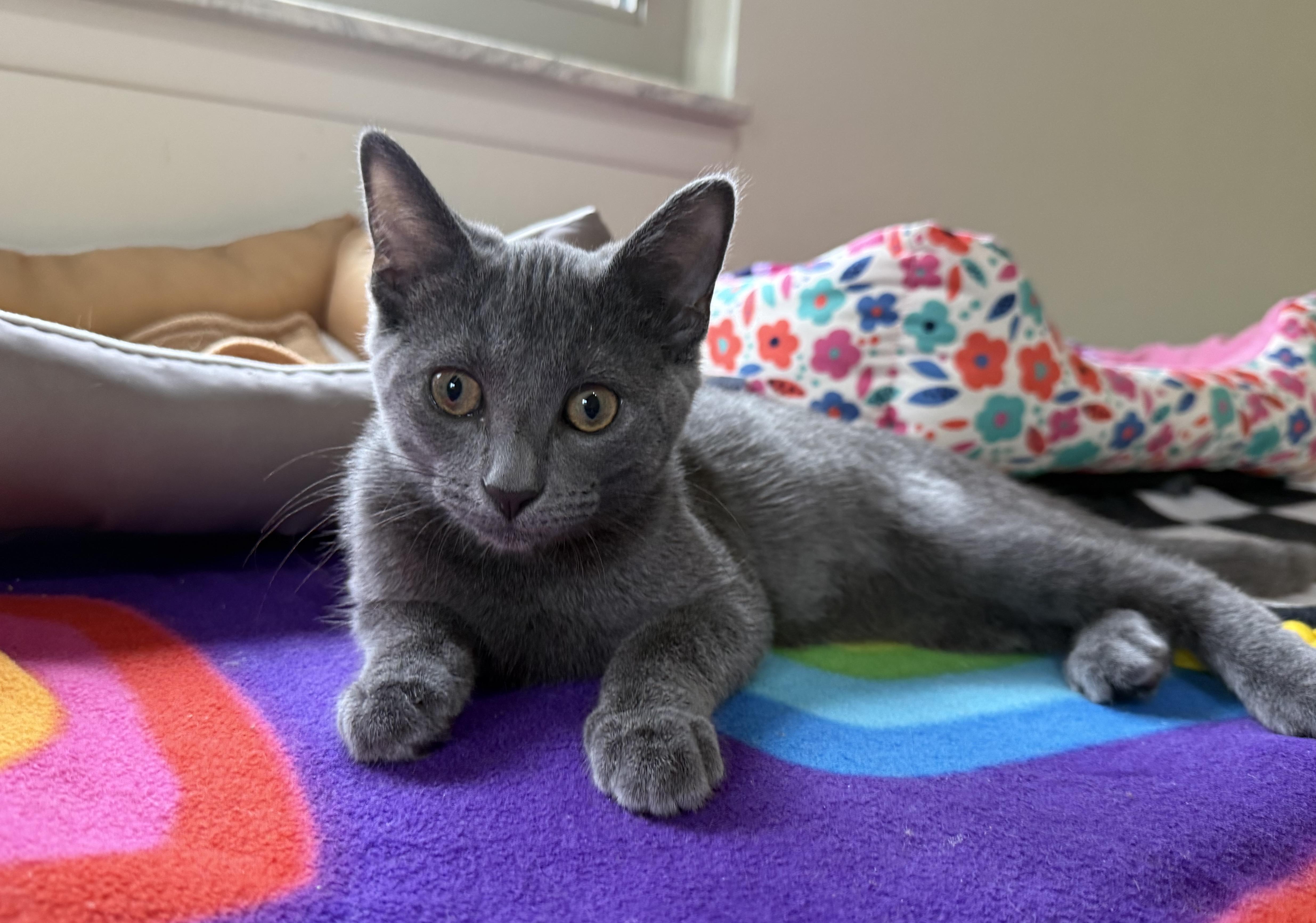 Hayez (purr machine), a Adoptable Domestic Short Hair in South Lyon, MI image 4/4