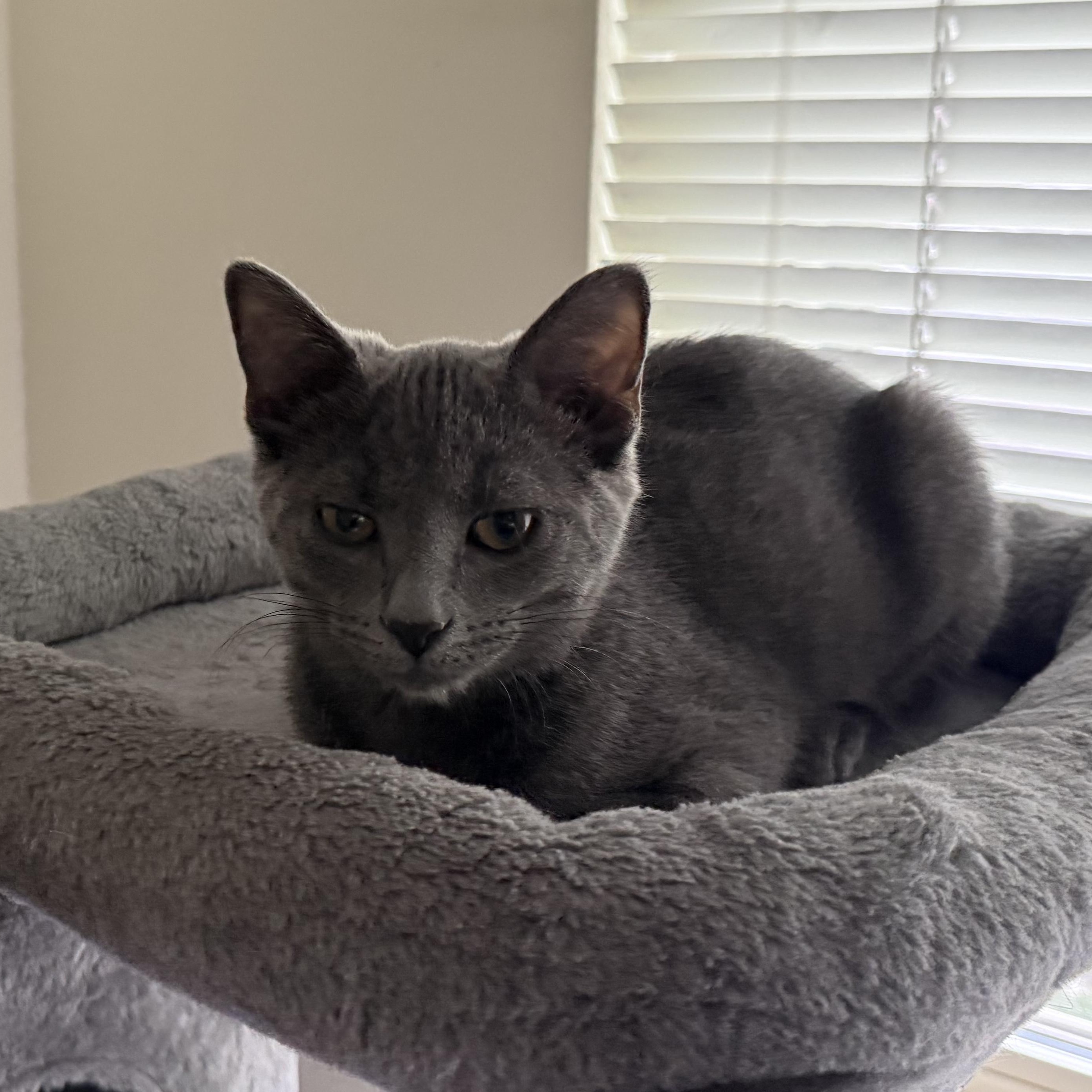 Enlarge Hayez (purr machine), a Adopted Domestic Short Hair in South Lyon, MI image 4/6
