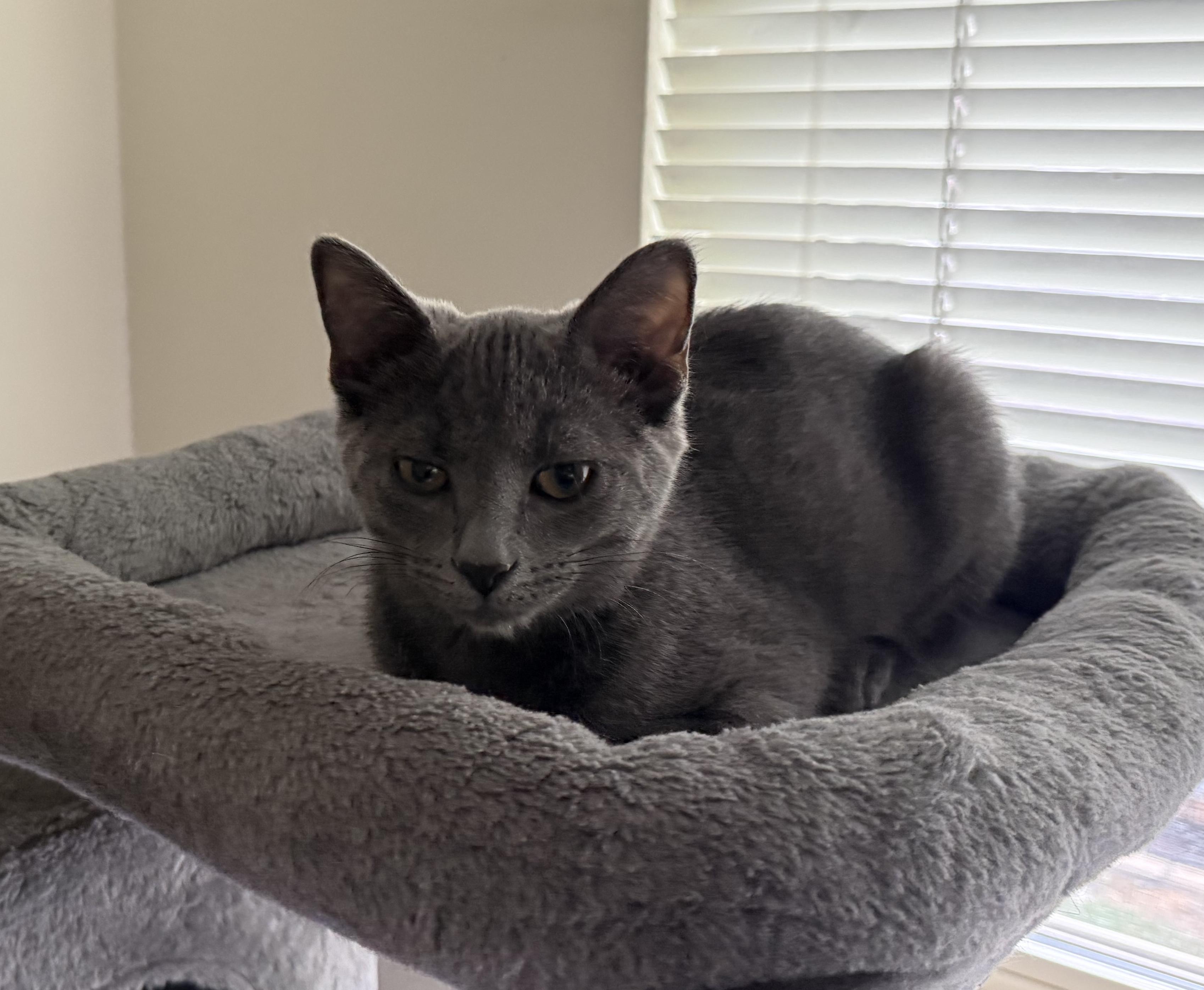 Hayez (purr machine), a Adoptable Domestic Short Hair in South Lyon, MI image 2/4