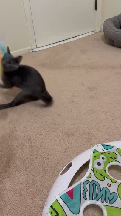 Enlarge Hayez (purr machine), a Adoptable Domestic Short Hair in South Lyon, MI video 3/4