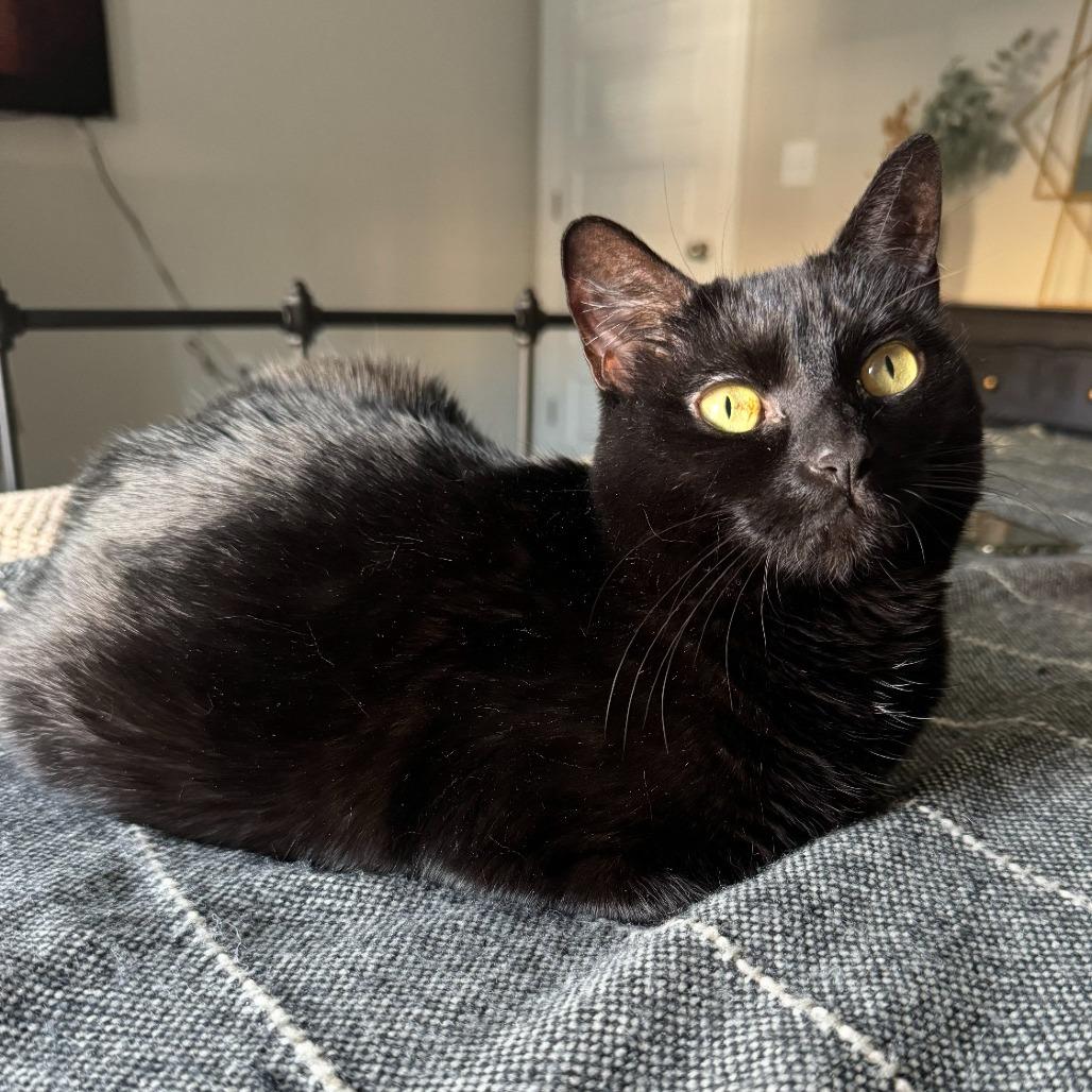Enlarge Olive, a Adoptable Domestic Short Hair in Lynchburg, VA image 1/1