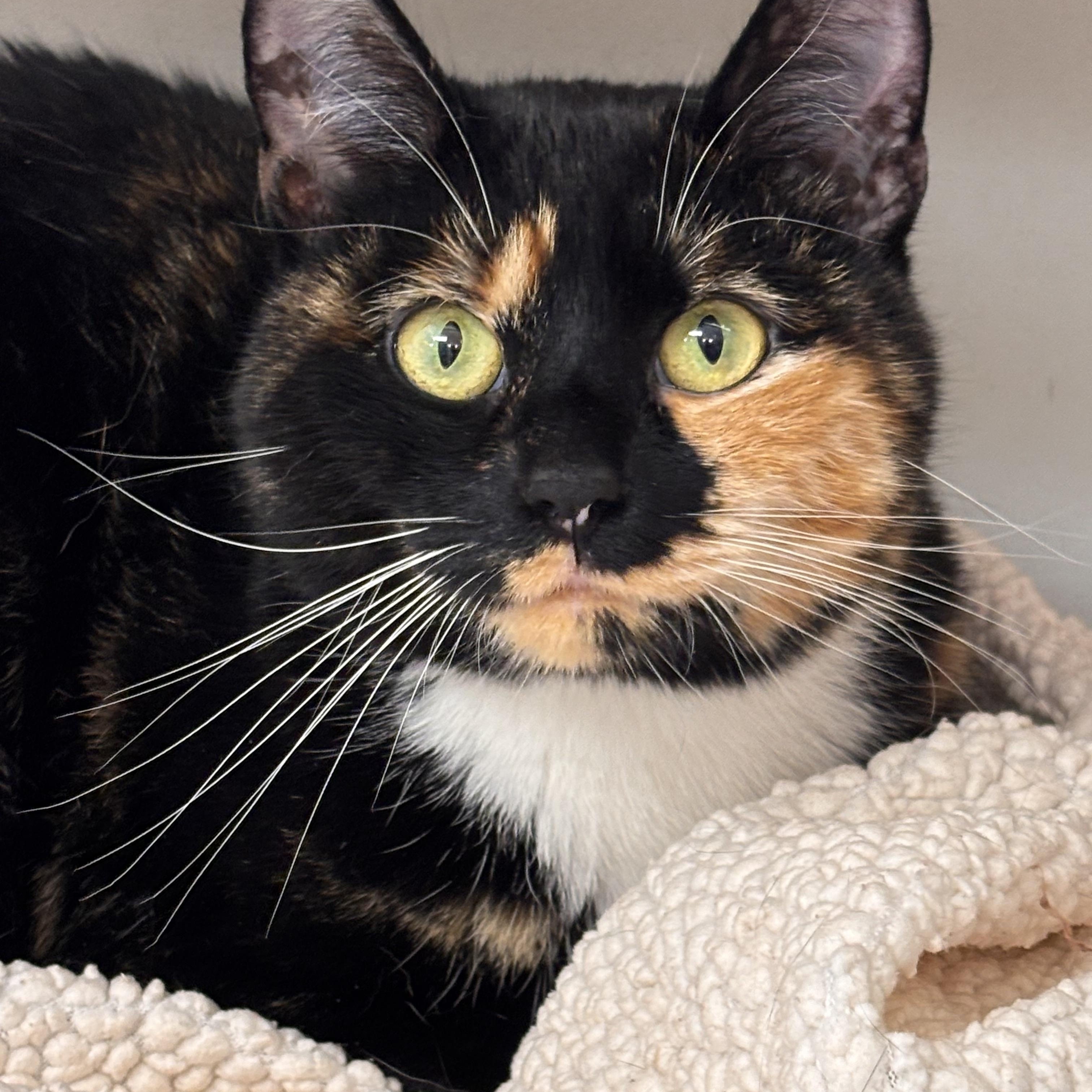 Trixie, adopted, Adult Female Domestic Short Hair.