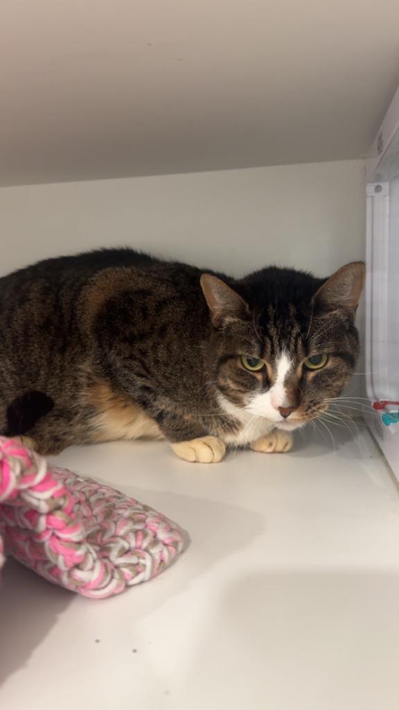 Tara, Adoptable, Senior Female Domestic Short Hair.