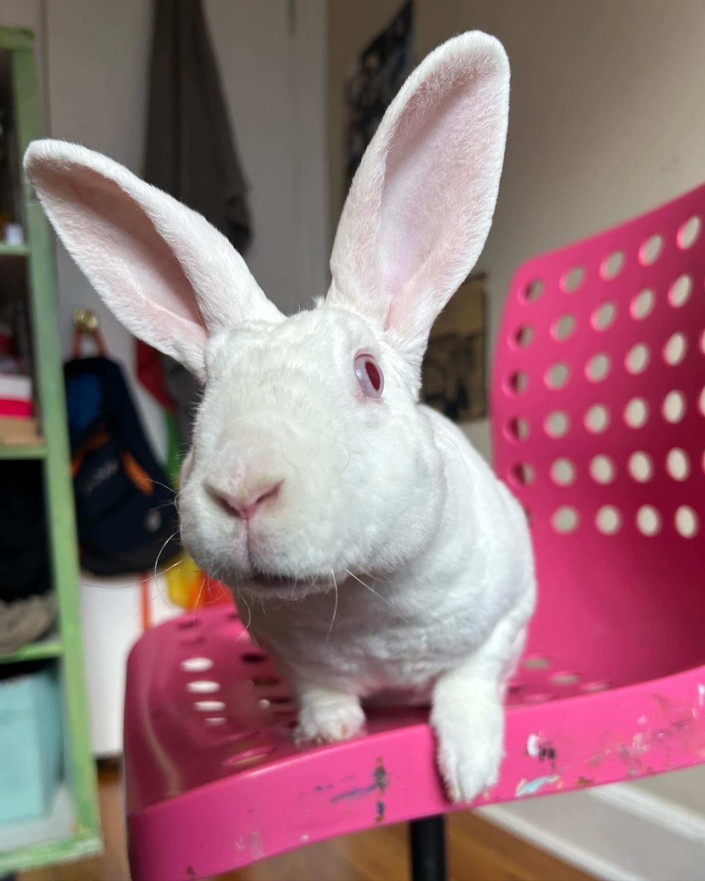 Enlarge BOLT , a Adoptable mixed breed in Forest Hills, NY image 6/6