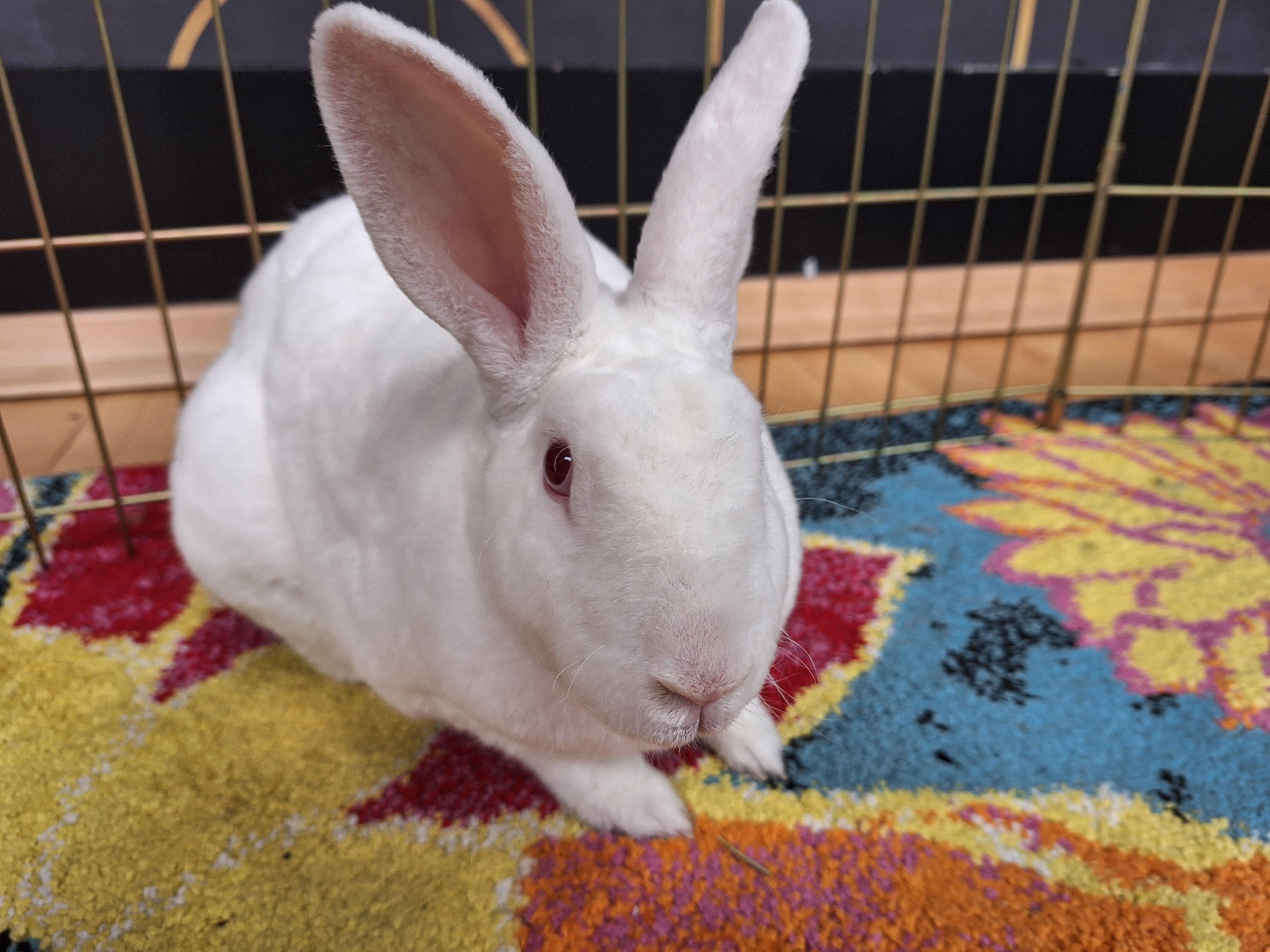 BOLT (YOUNG NEUTERED MALE) photo 3