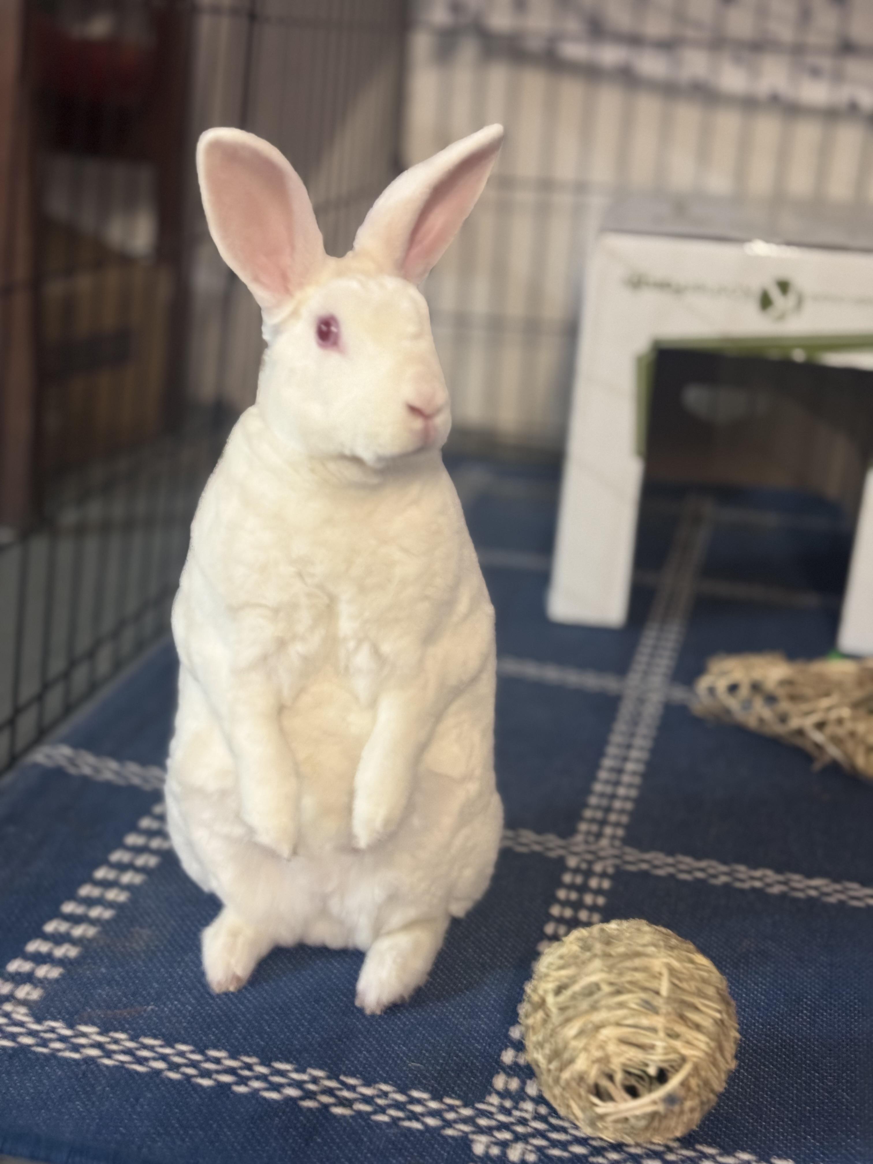 BOLT (YOUNG NEUTERED MALE) photo 4