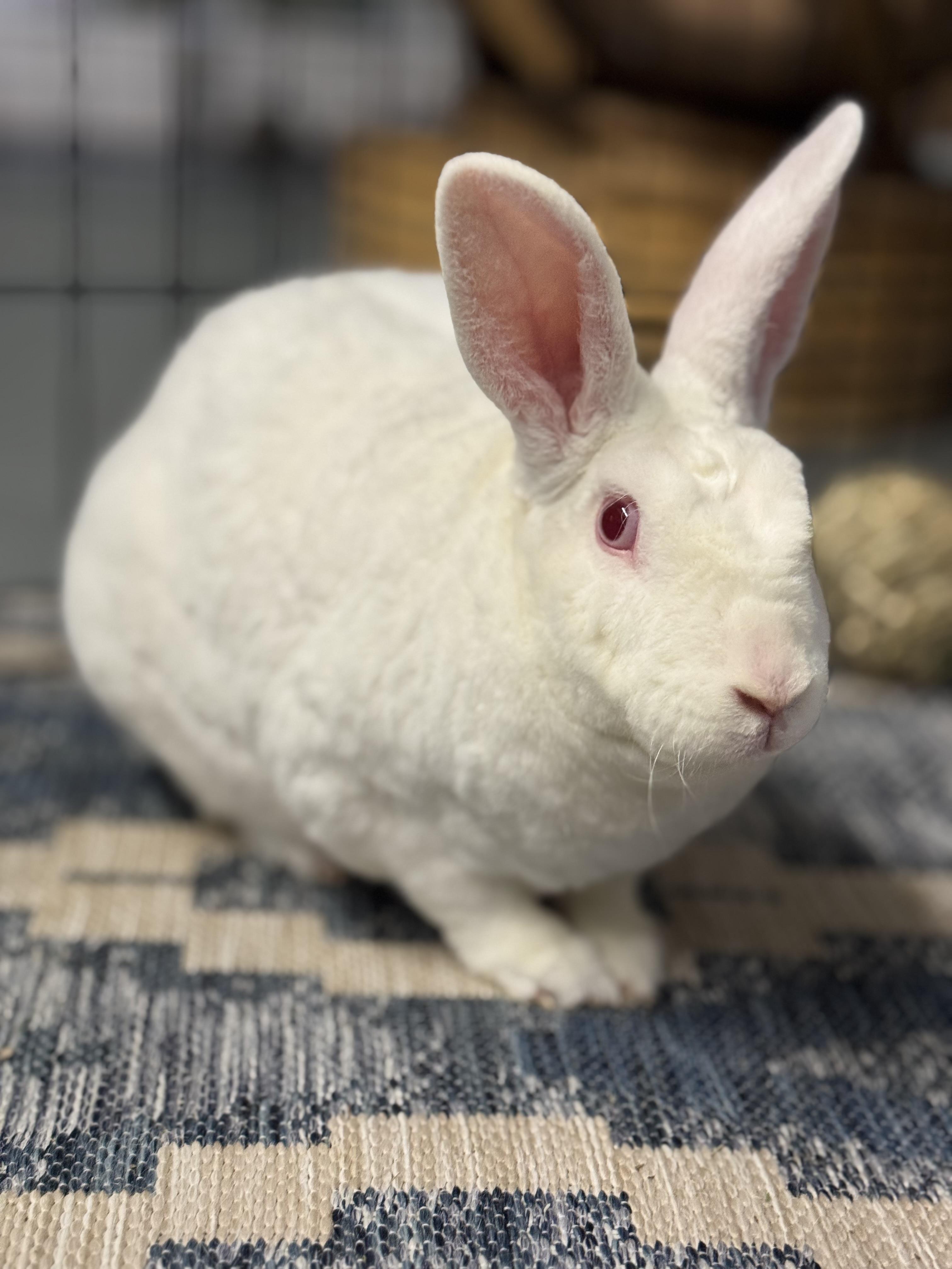 BOLT (YOUNG NEUTERED MALE) photo 5