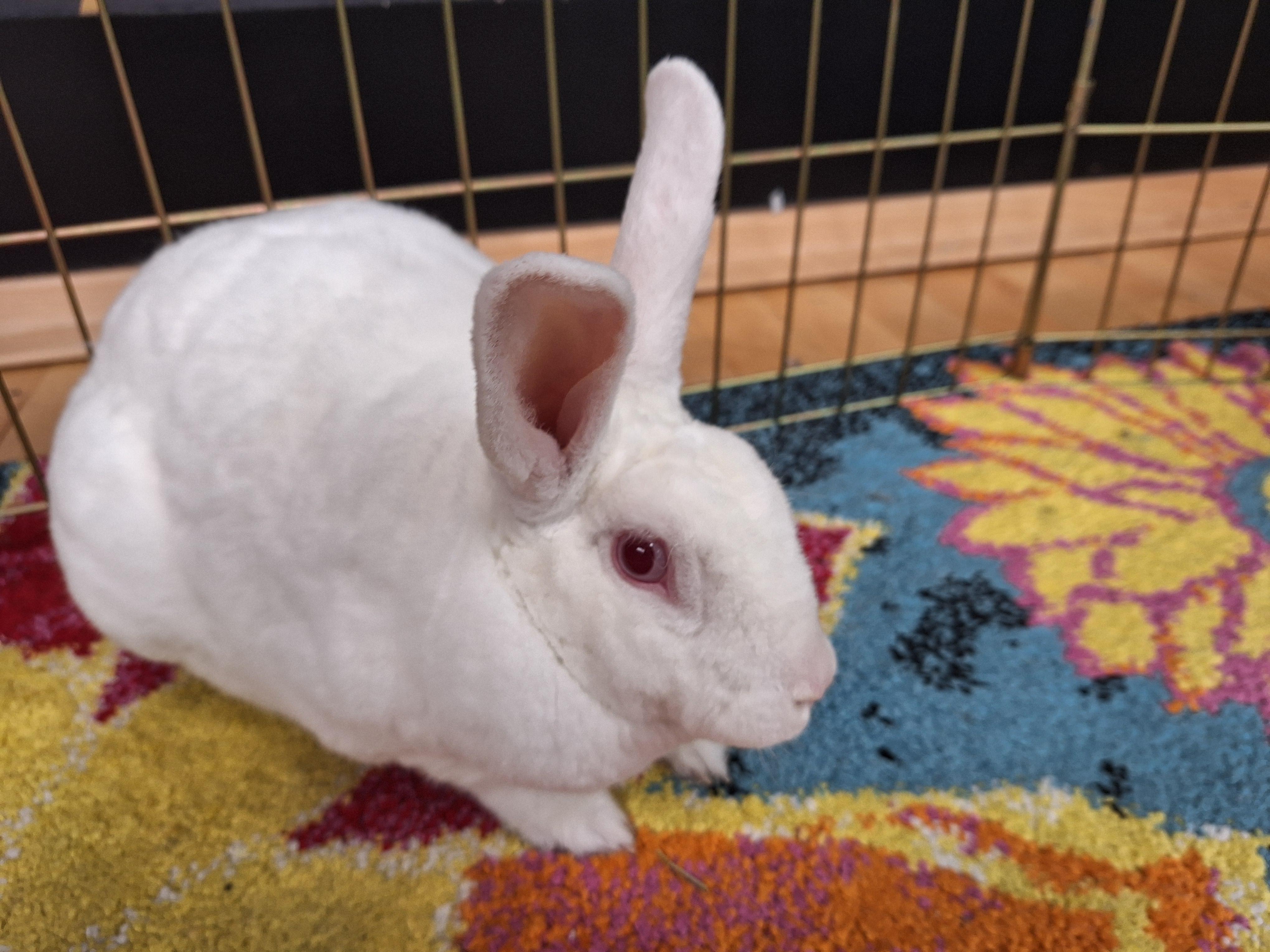 BOLT (YOUNG NEUTERED MALE) photo 2