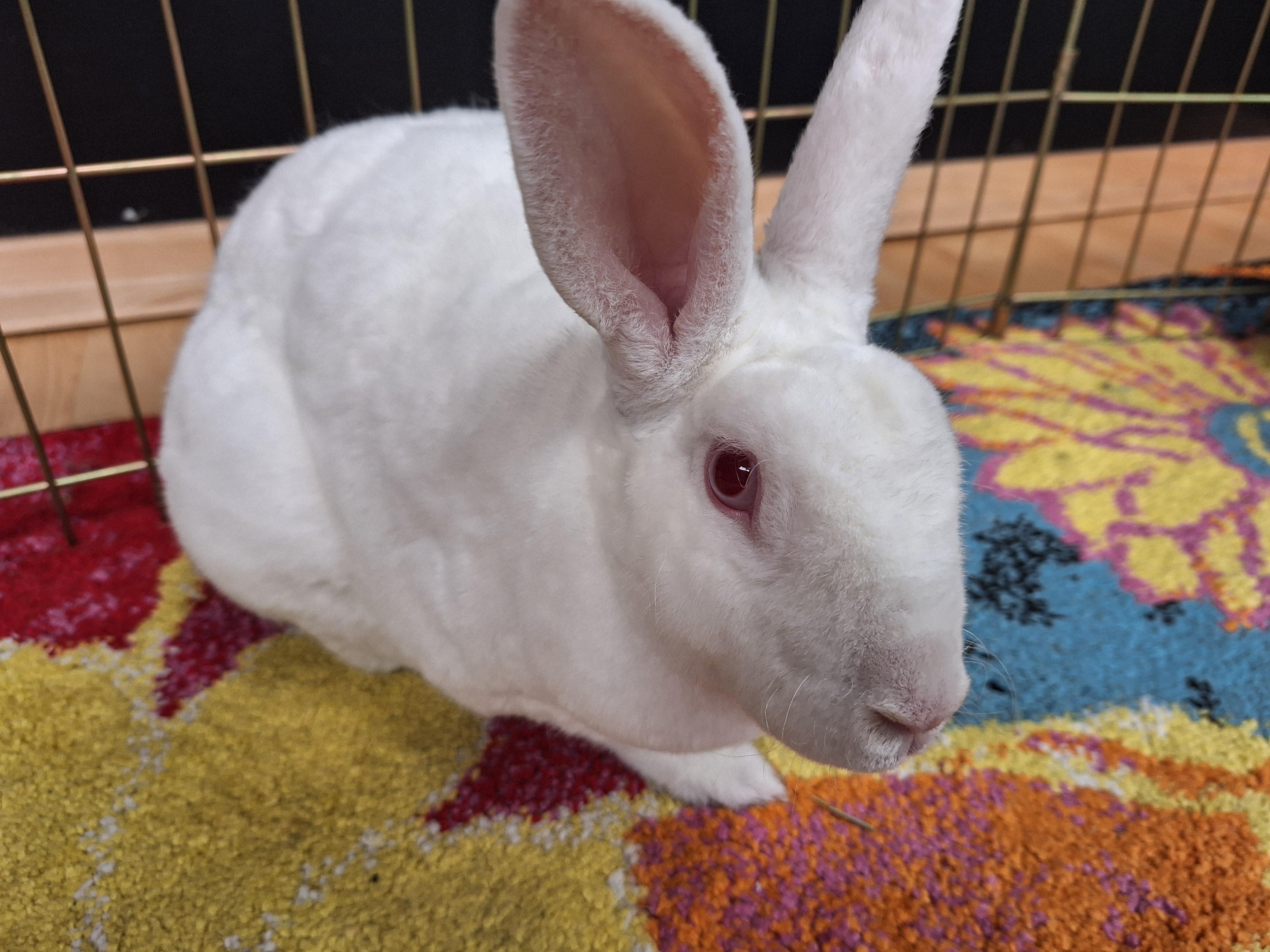 BOLT (YOUNG NEUTERED MALE)