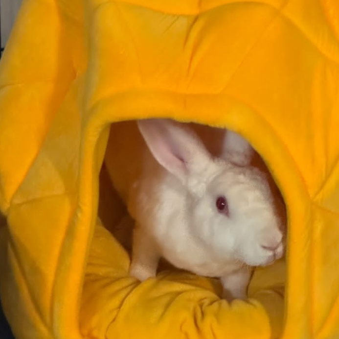 BOLT (YOUNG NEUTERED MALE) photo 6