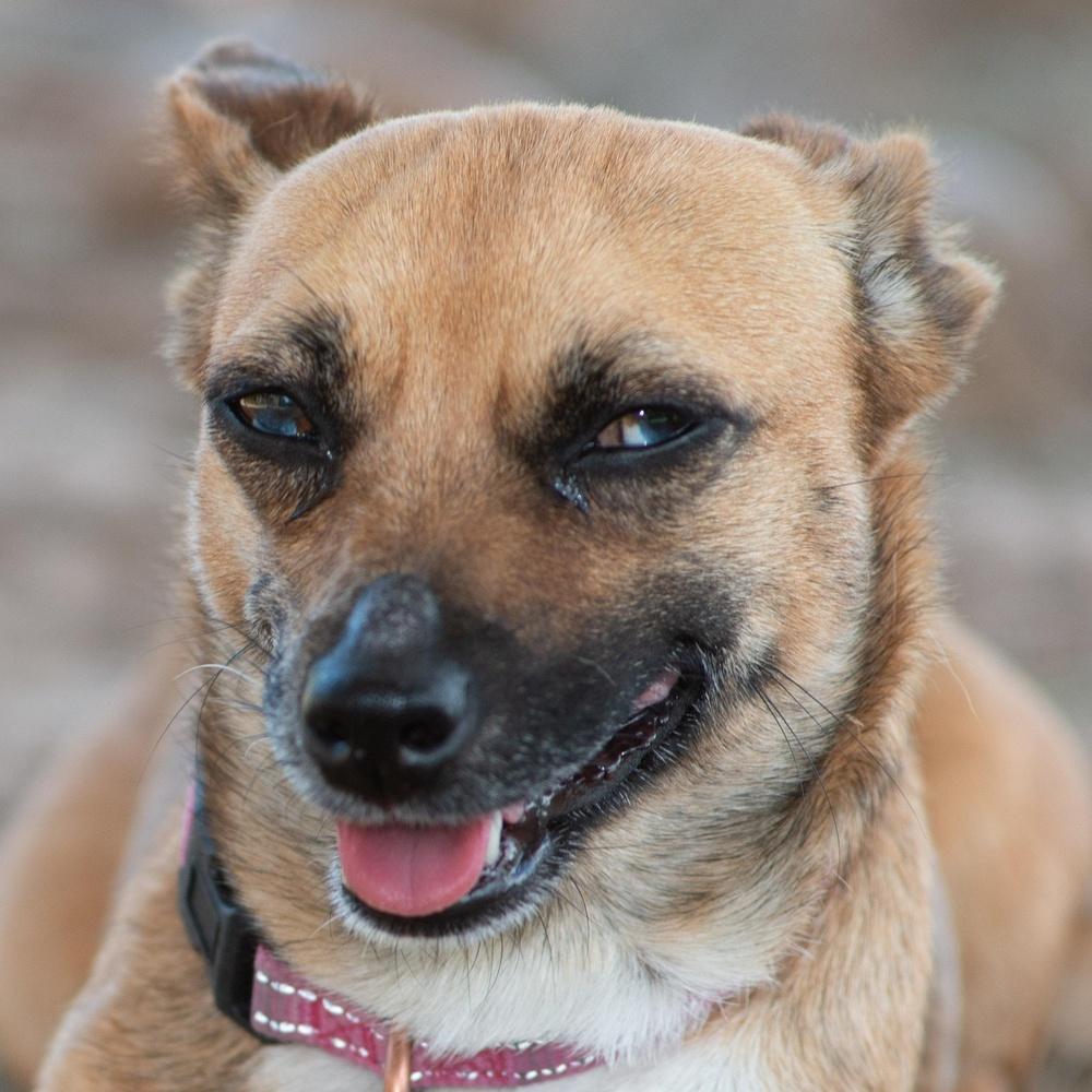 Crystal Gayle, Adoptable, Adult Female Chihuahua.