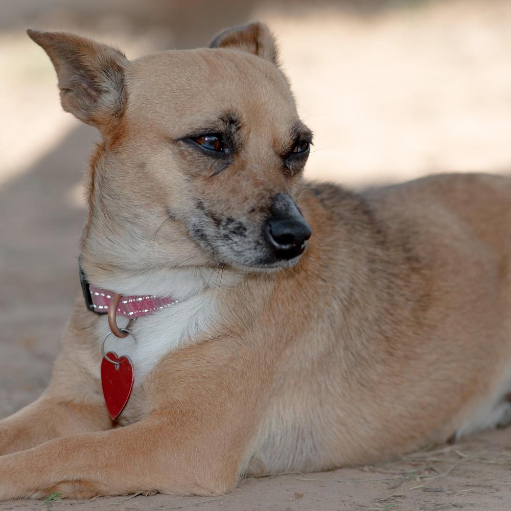 Enlarge Crystal Gayle, a Adoptable mixed breed in Richmond, TX image 2/3