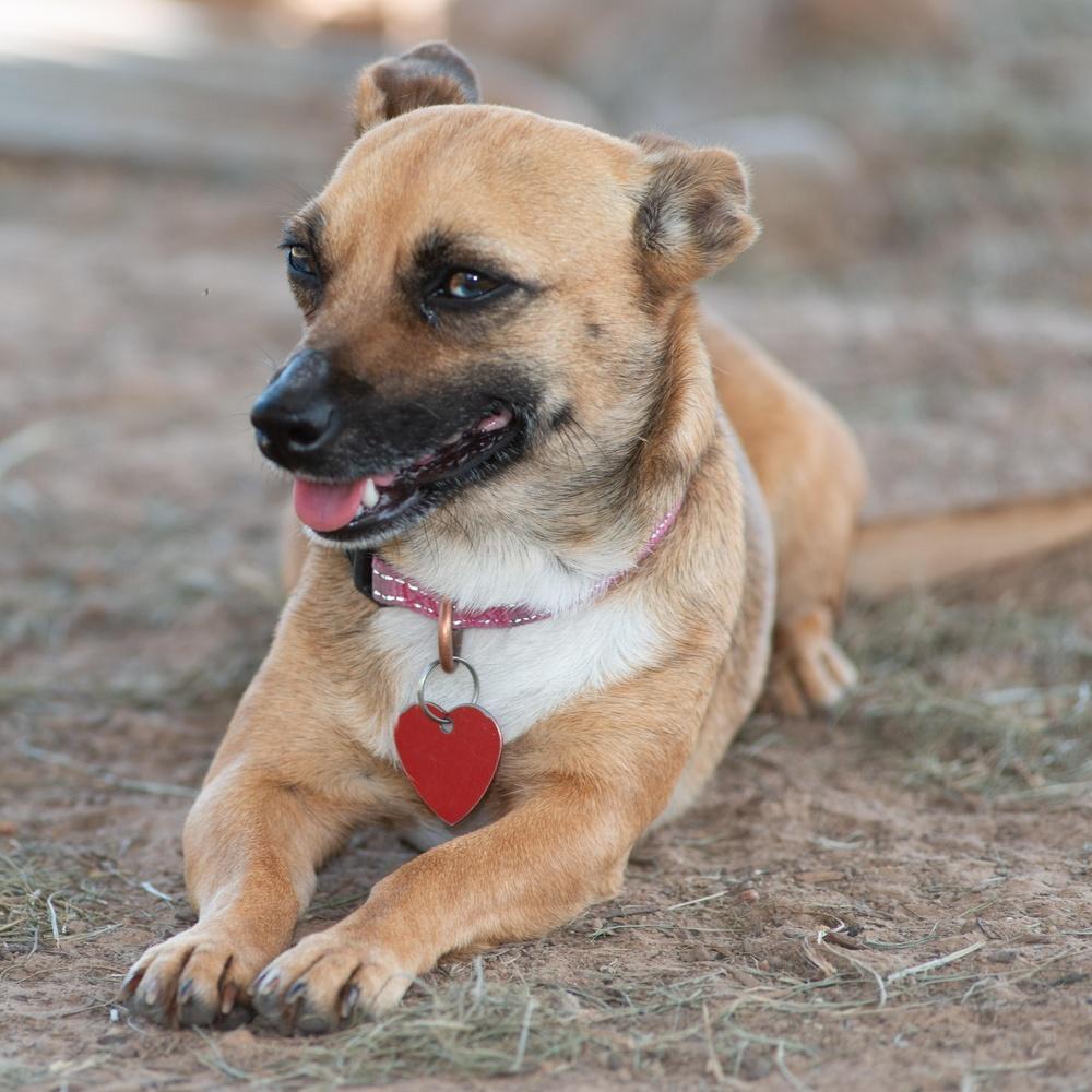 Enlarge Crystal Gayle, a Adoptable mixed breed in Richmond, TX image 3/3