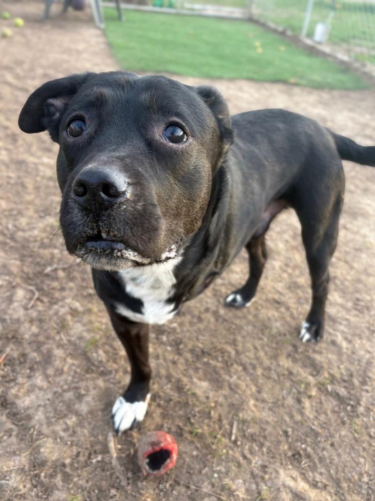 Spencer, Adoptable, Adult Male Pit Bull Terrier.
