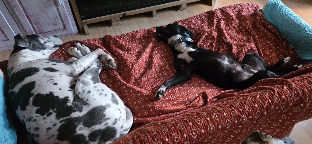 Enlarge Spencer, a Adoptable mixed breed in Syracuse, IN image 4/6