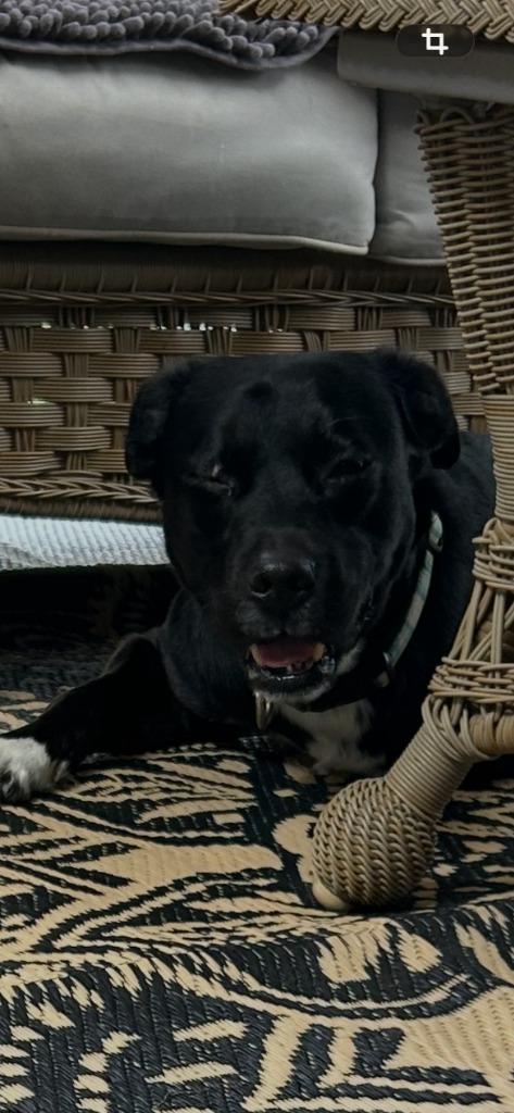 Spencer, a Adoptable mixed breed in Syracuse, IN image 3/6