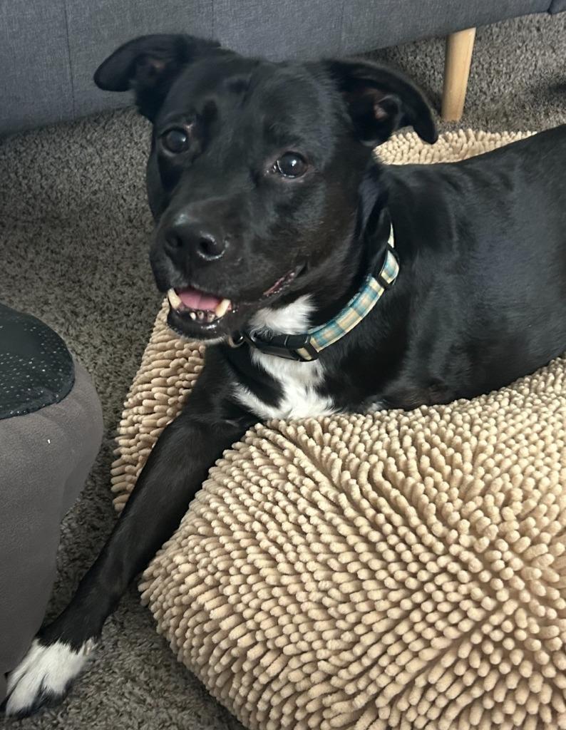 Spencer, a Adoptable mixed breed in Syracuse, IN image 4/6
