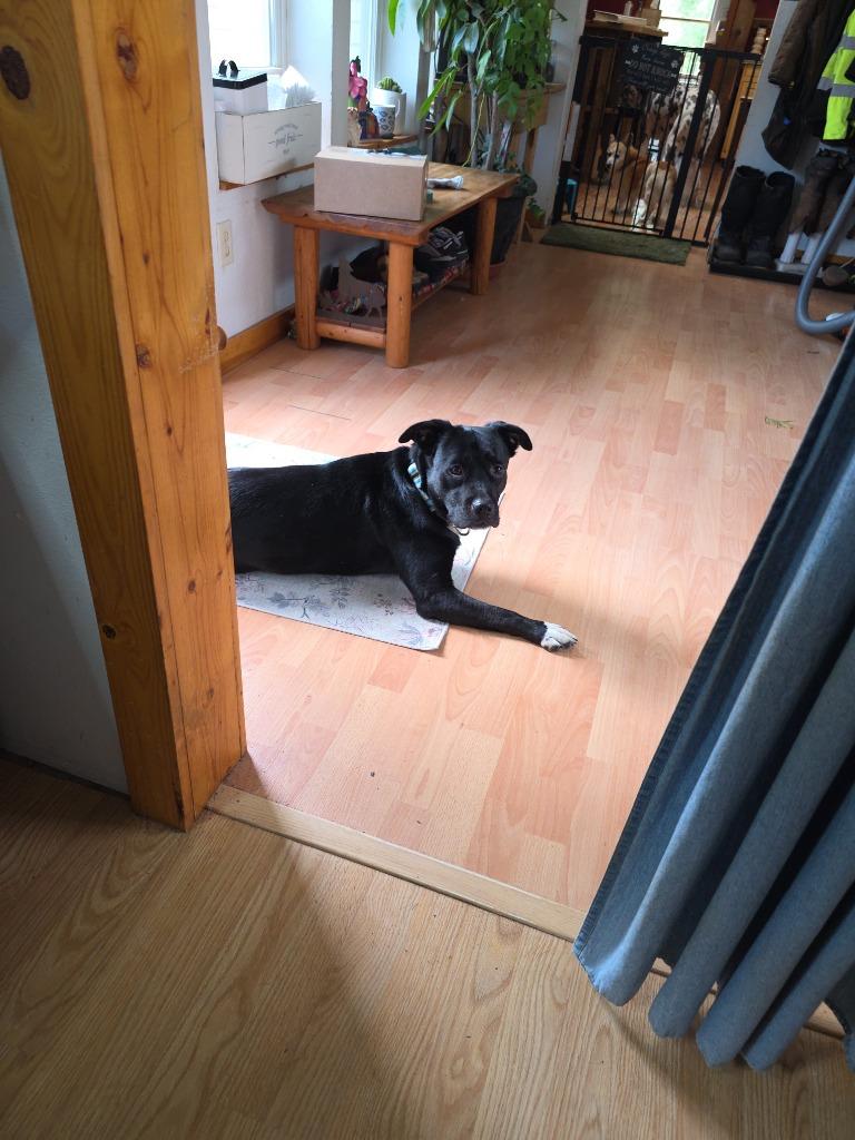 Enlarge Spencer, a Adoptable mixed breed in Syracuse, IN image 5/6