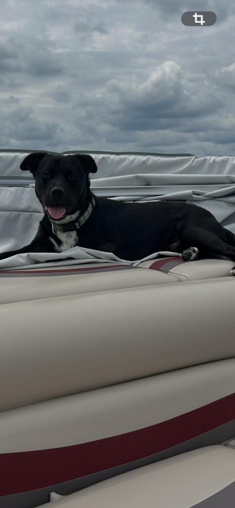 Spencer, a Adoptable mixed breed in Syracuse, IN image 5/6