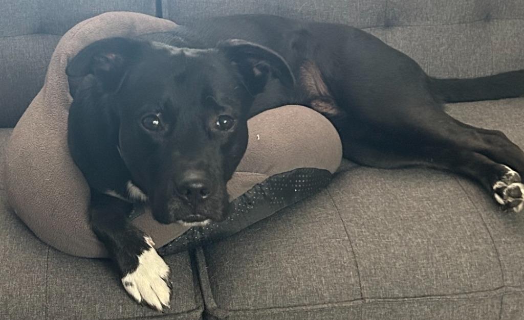 Spencer, a Adoptable mixed breed in Syracuse, IN image 6/6