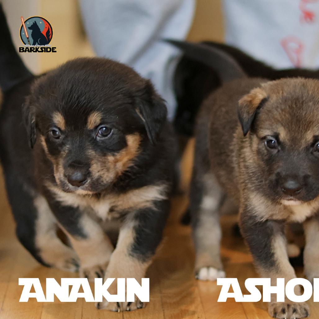 Anakin, Adoptable, Puppy Male Mixed Breed.