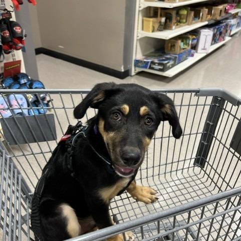 Anakin, Adoptable, Puppy Male Mixed Breed.