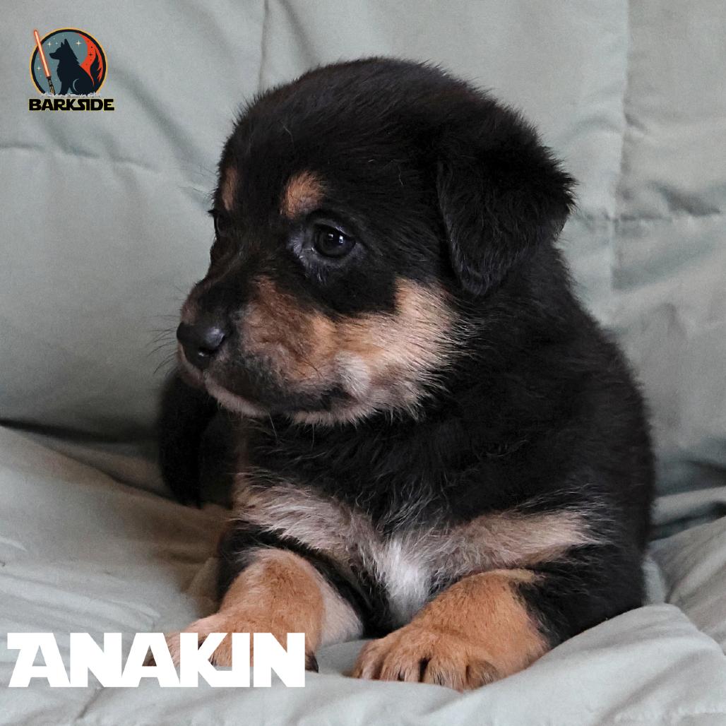 Enlarge Anakin, a Adoptable Mixed Breed in Calgary, AB image 2/6