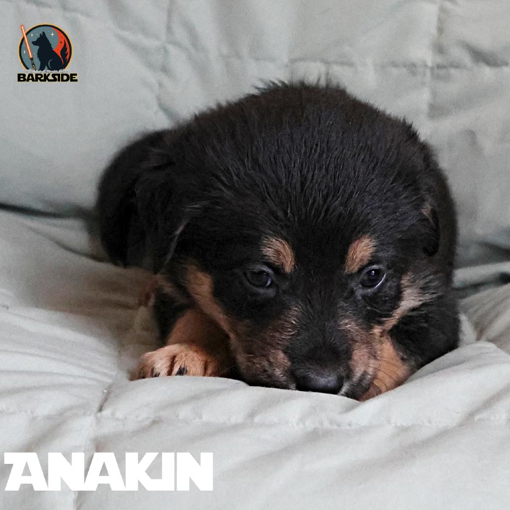 Enlarge Anakin, a Adoptable Mixed Breed in Calgary, AB image 3/6