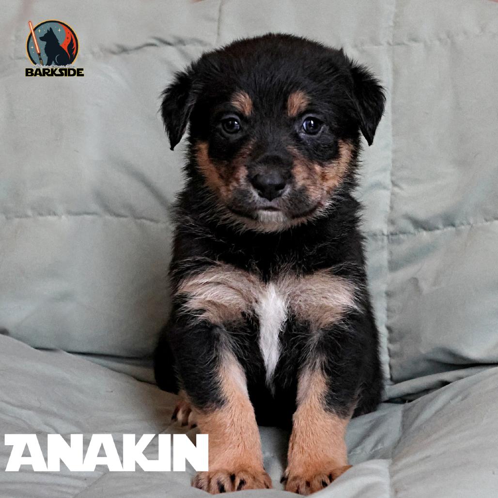 Enlarge Anakin, a Adoptable Mixed Breed in Calgary, AB image 4/6