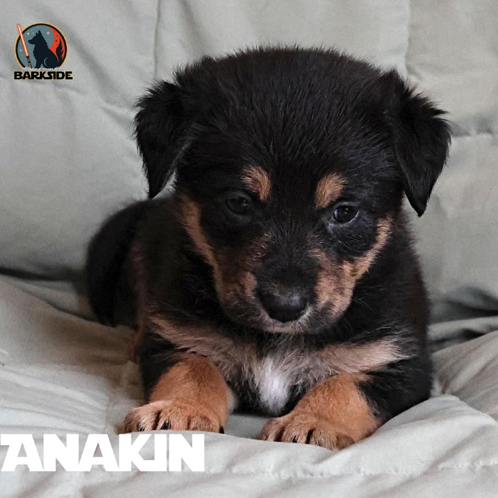 Enlarge Anakin, a Adoptable Mixed Breed in Calgary, AB image 5/6