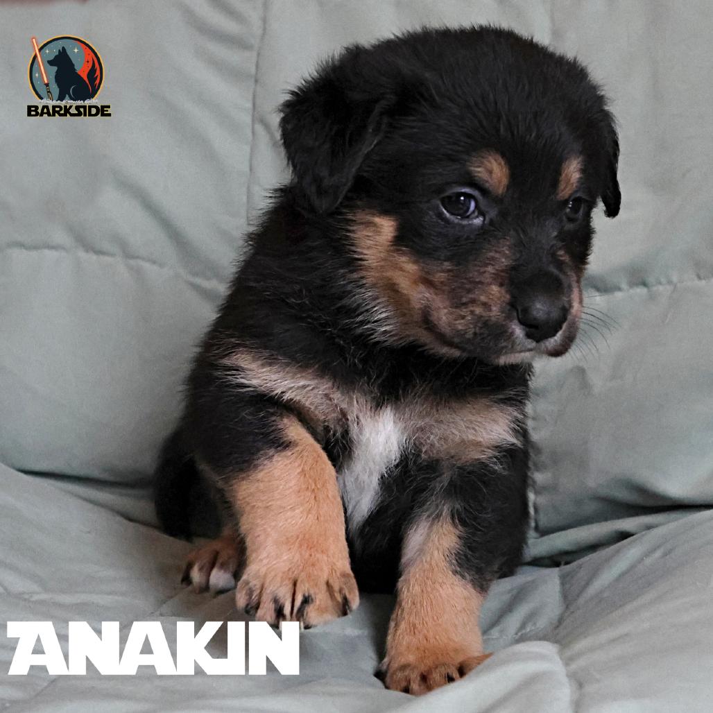 Enlarge Anakin, a Adoptable Mixed Breed in Calgary, AB image 6/6