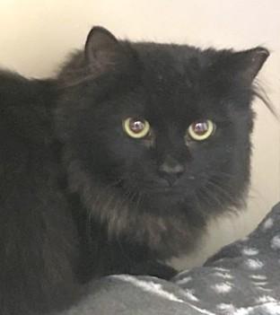 ETIENNE, Adoptable, Young Male Domestic Long Hair.