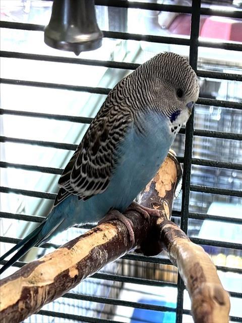 JOE, Adoptable, Young Male Parakeet (Other).
