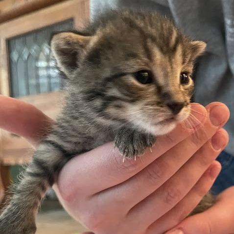 Mr. Potato Head thumbnail 4