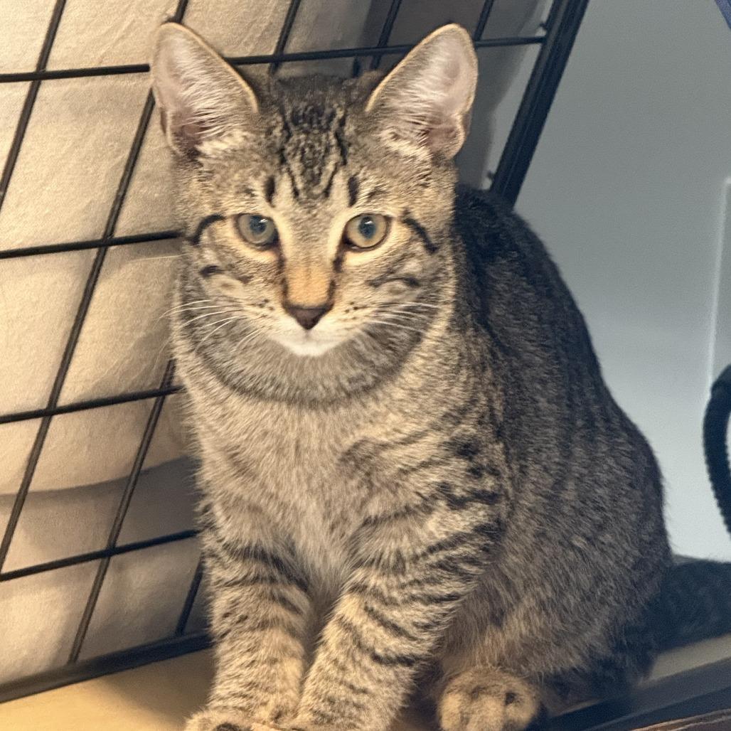 Mr. Potato Head thumbnail 5