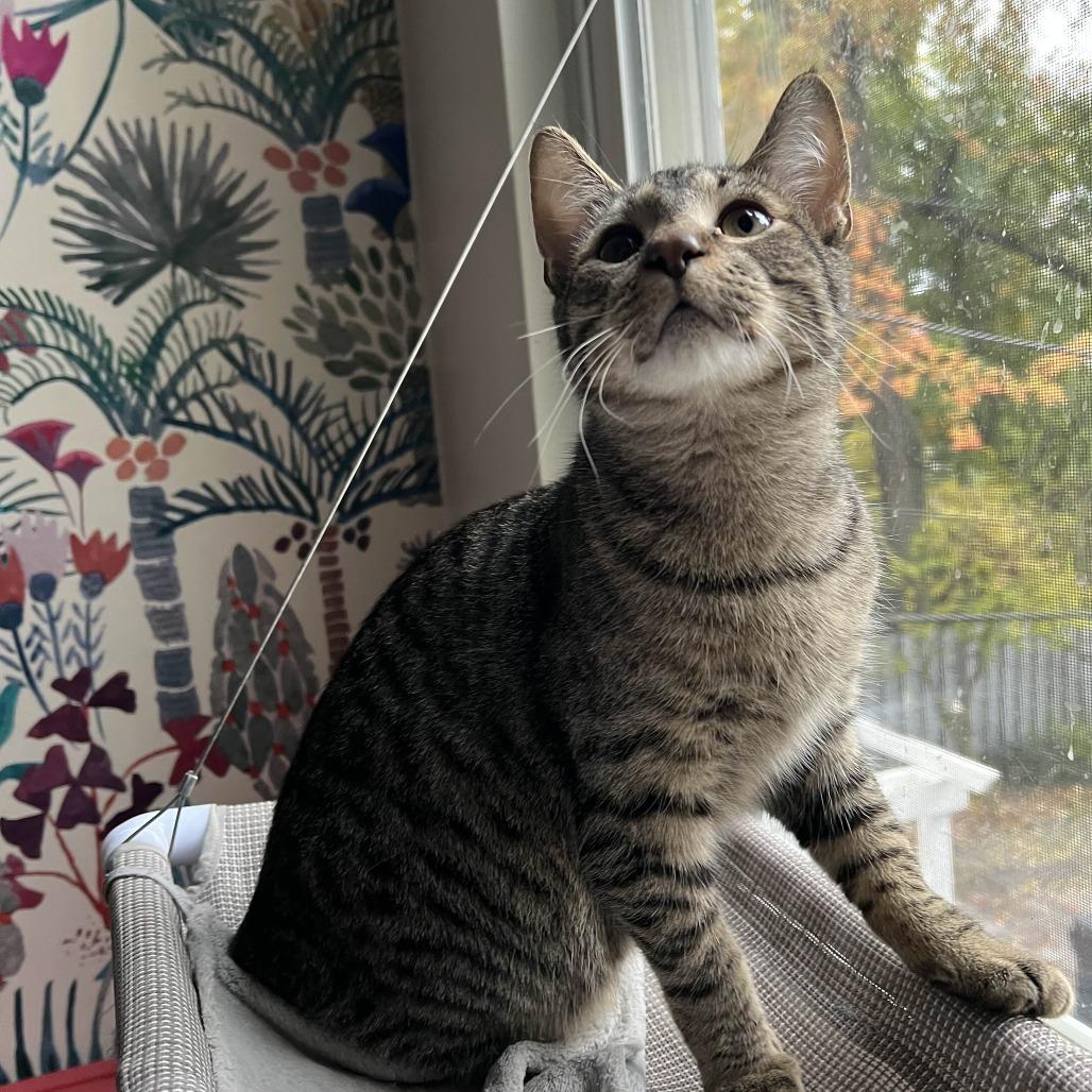 Mr. Potato Head thumbnail 6