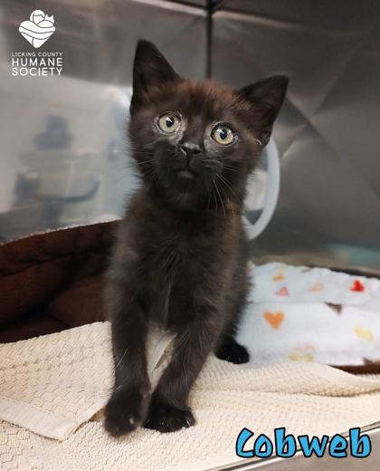 Enlarge Cobweb, a Adopted mixed breed in Heath, OH image 1/1
