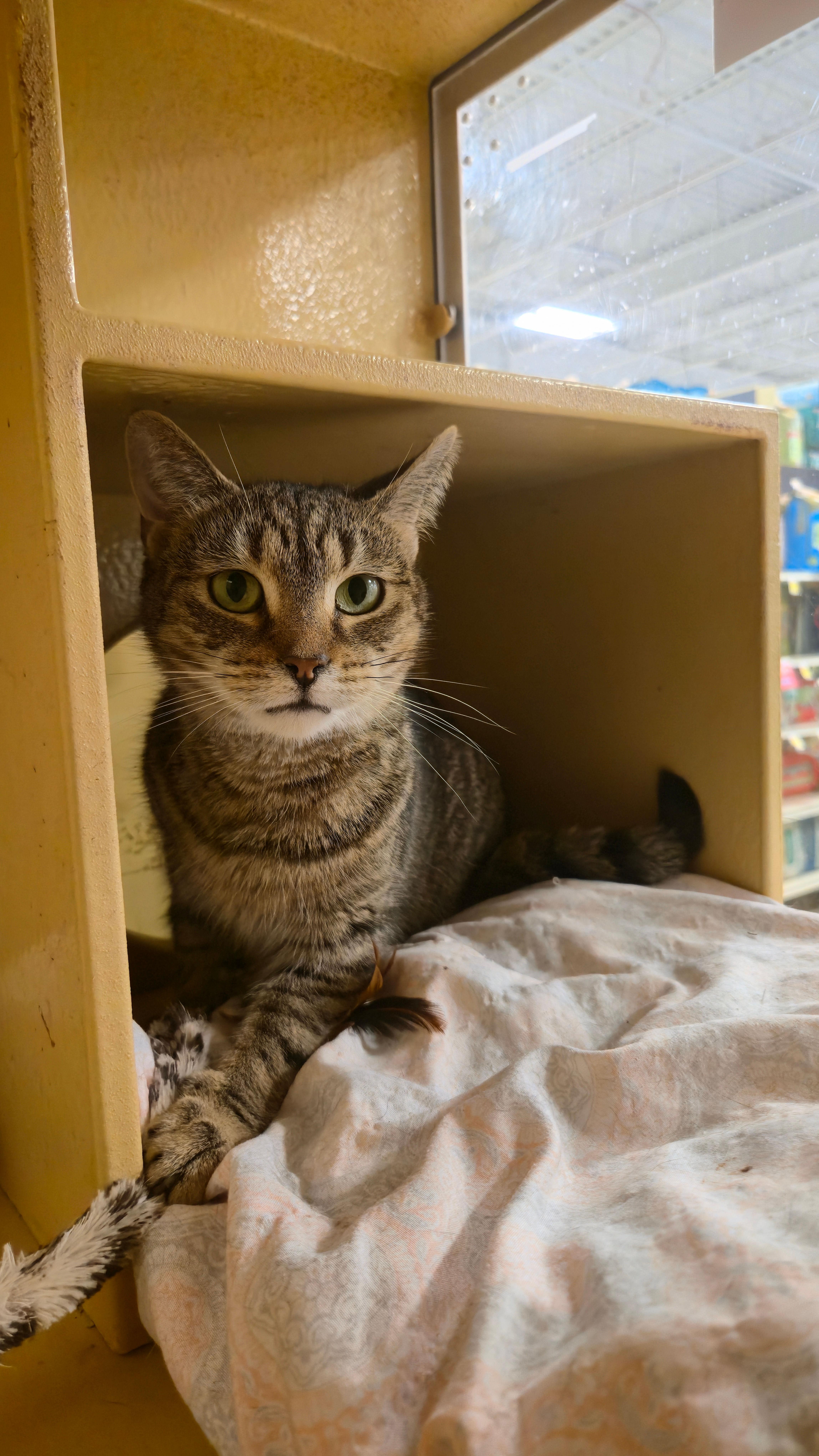 Enlarge Ruby, a ADOPTABLE Domestic Short Hair in Melrose, MA image 2/4
