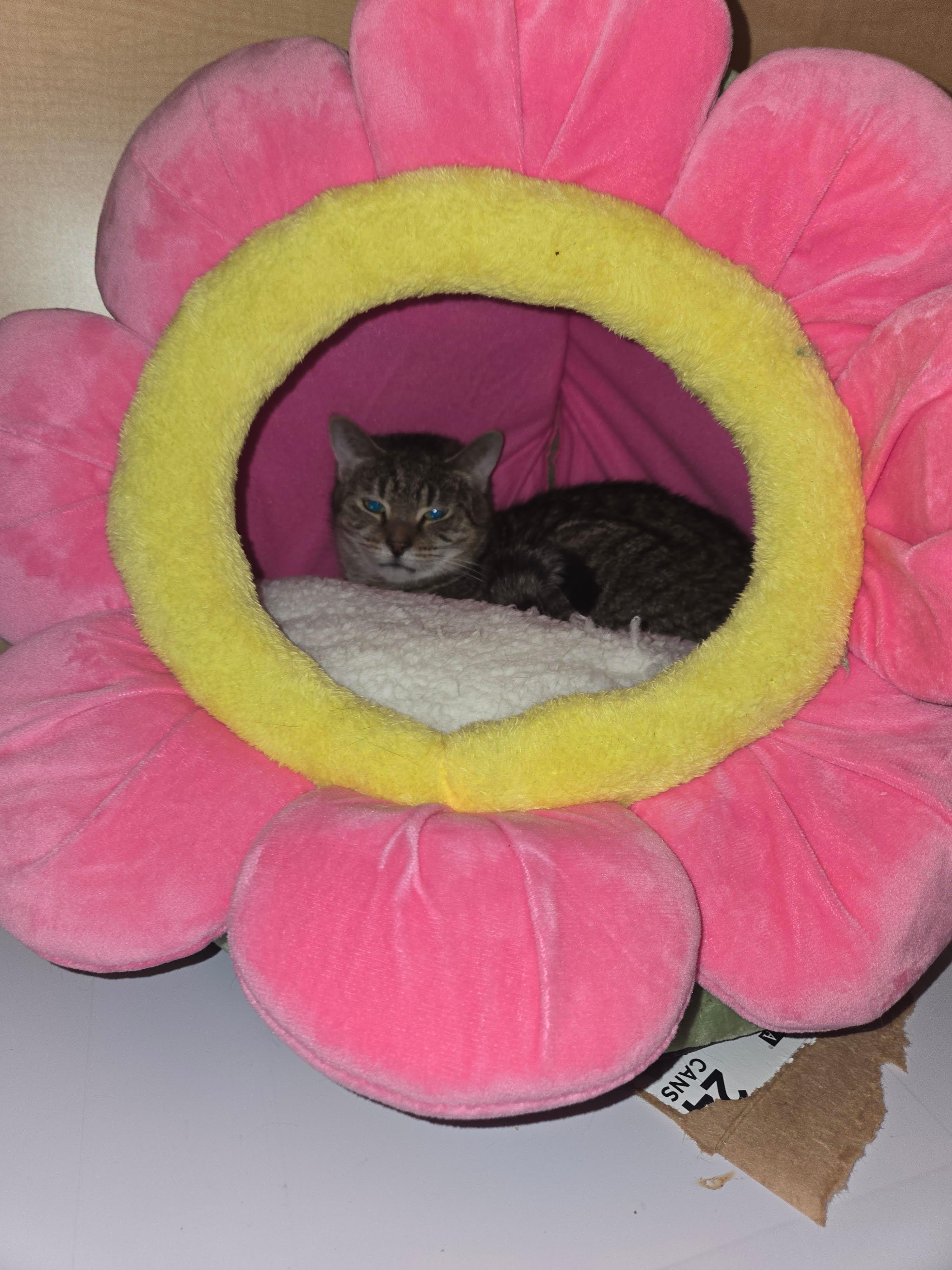 Enlarge Ruby, a ADOPTABLE Domestic Short Hair in Melrose, MA image 3/4
