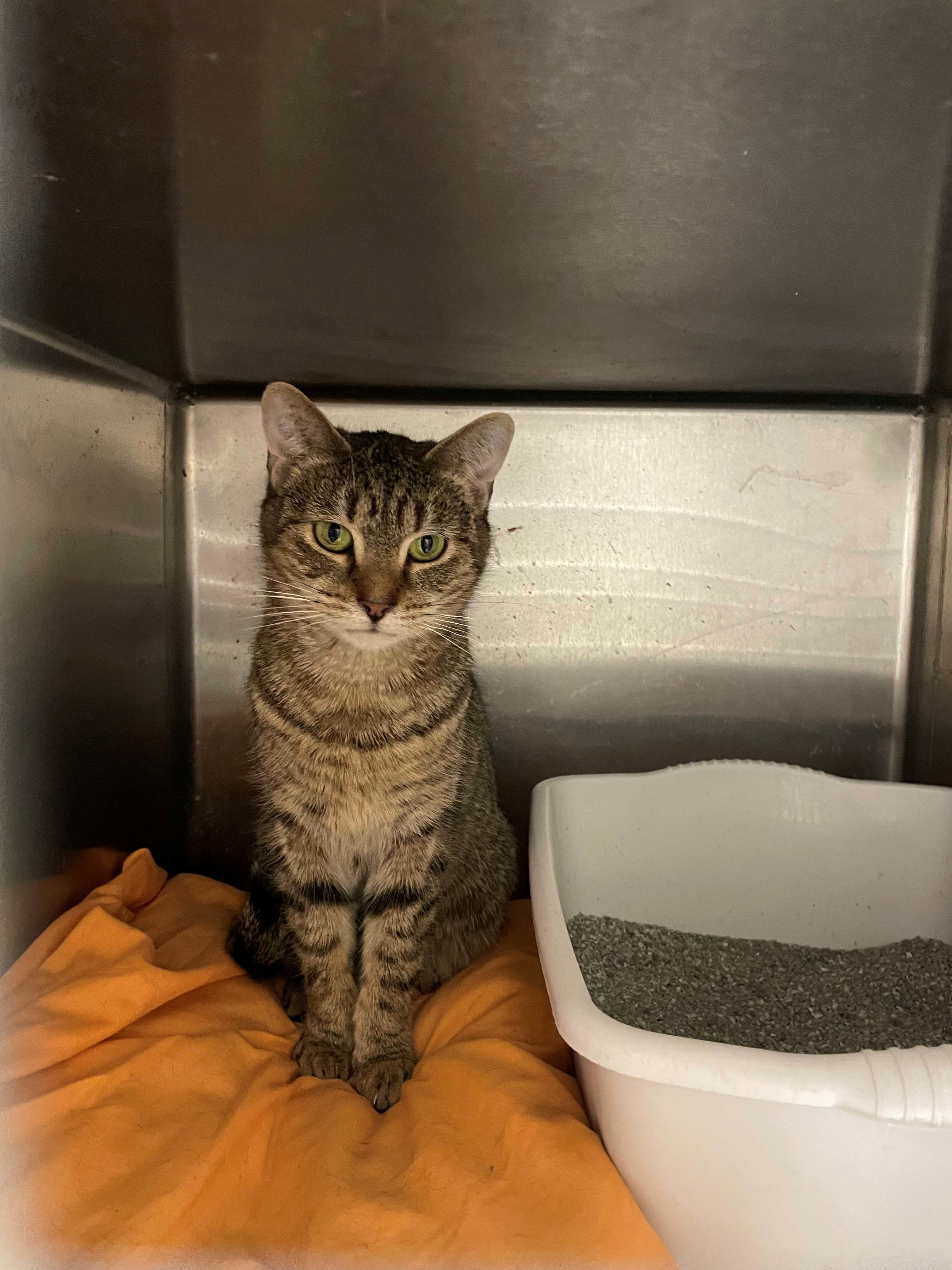 Enlarge Ruby, a ADOPTABLE Domestic Short Hair in Melrose, MA image 1/4