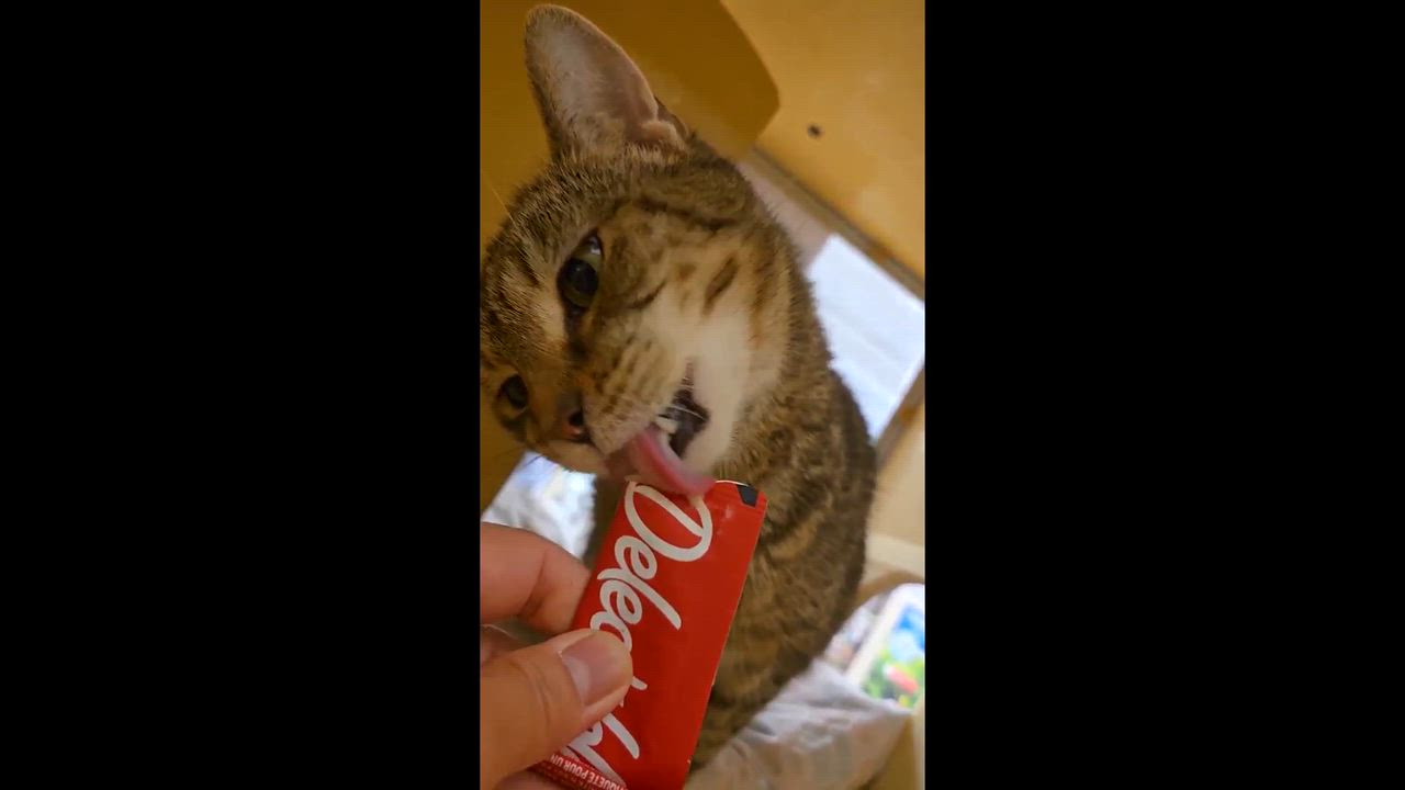 Enlarge Ruby, a ADOPTABLE Domestic Short Hair in Melrose, MA video 4/4