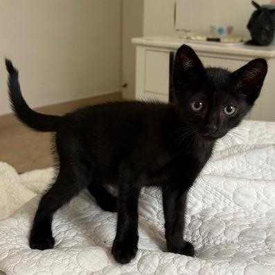 Enlarge Benito, a Adoptable Domestic Short Hair in Vieques, PR image 1/4