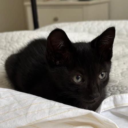 Enlarge Benito, a Adoptable Domestic Short Hair in Vieques, PR image 2/4