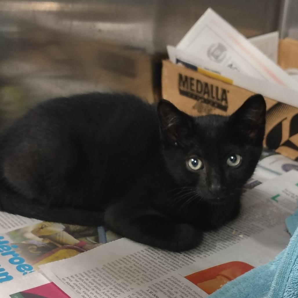 Enlarge Benito, a Adoptable Domestic Short Hair in Vieques, PR image 3/4