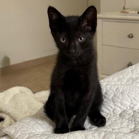 Enlarge Benito, a Adoptable Domestic Short Hair in Vieques, PR image 4/4
