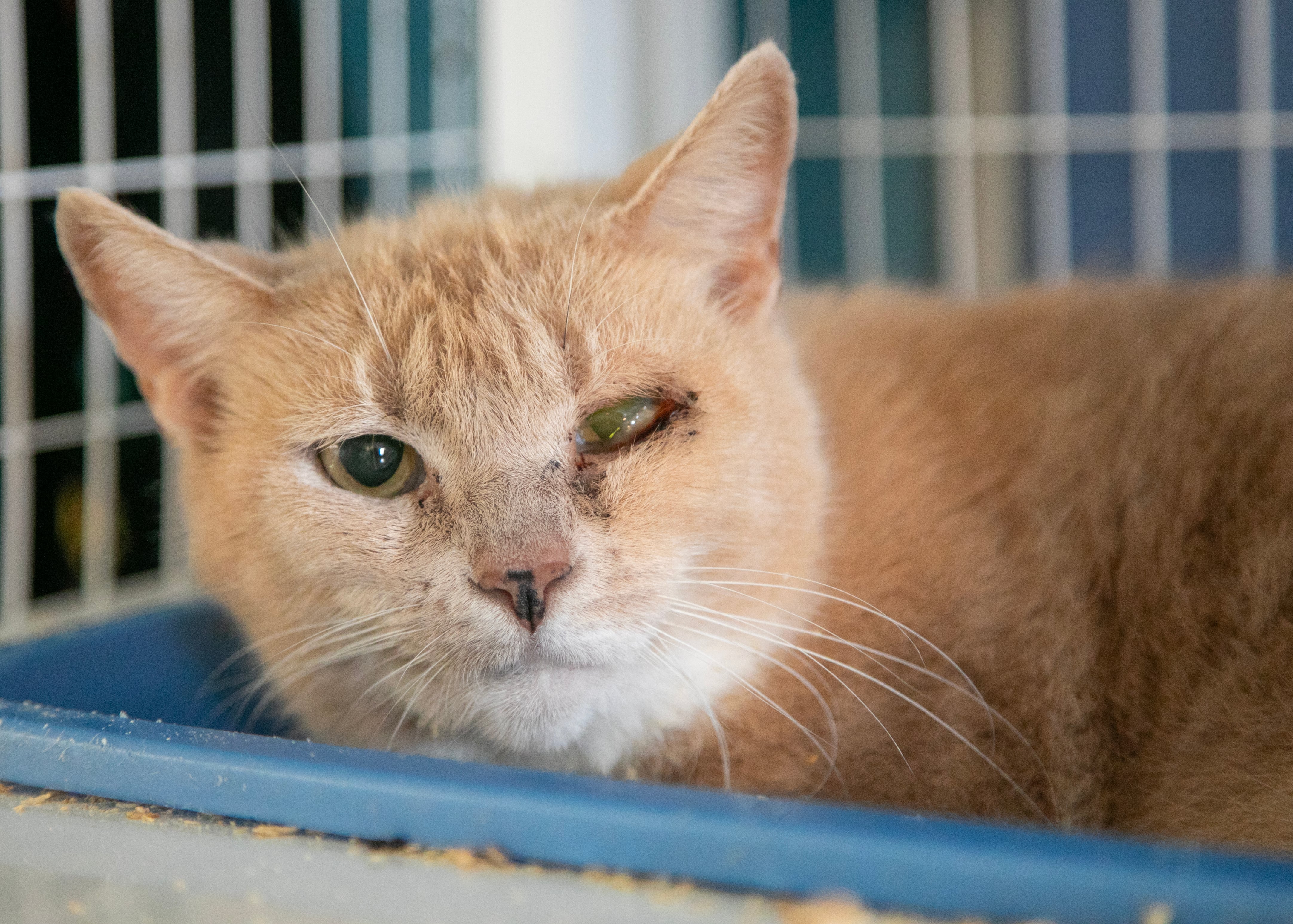 Cat for adoption Cala, a Domestic Short Hair in Claremont, NH Petfinder