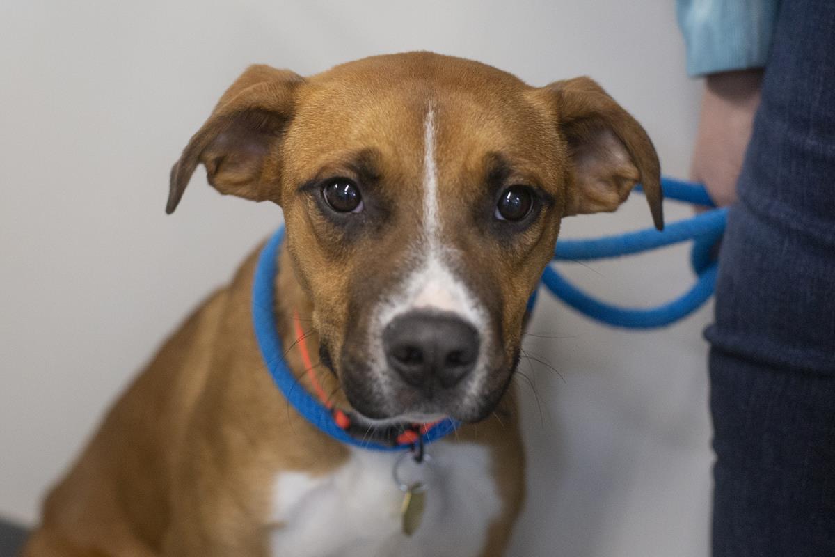 Captain, Adoptable, Young Male Black Mouth Cur & Boxer.