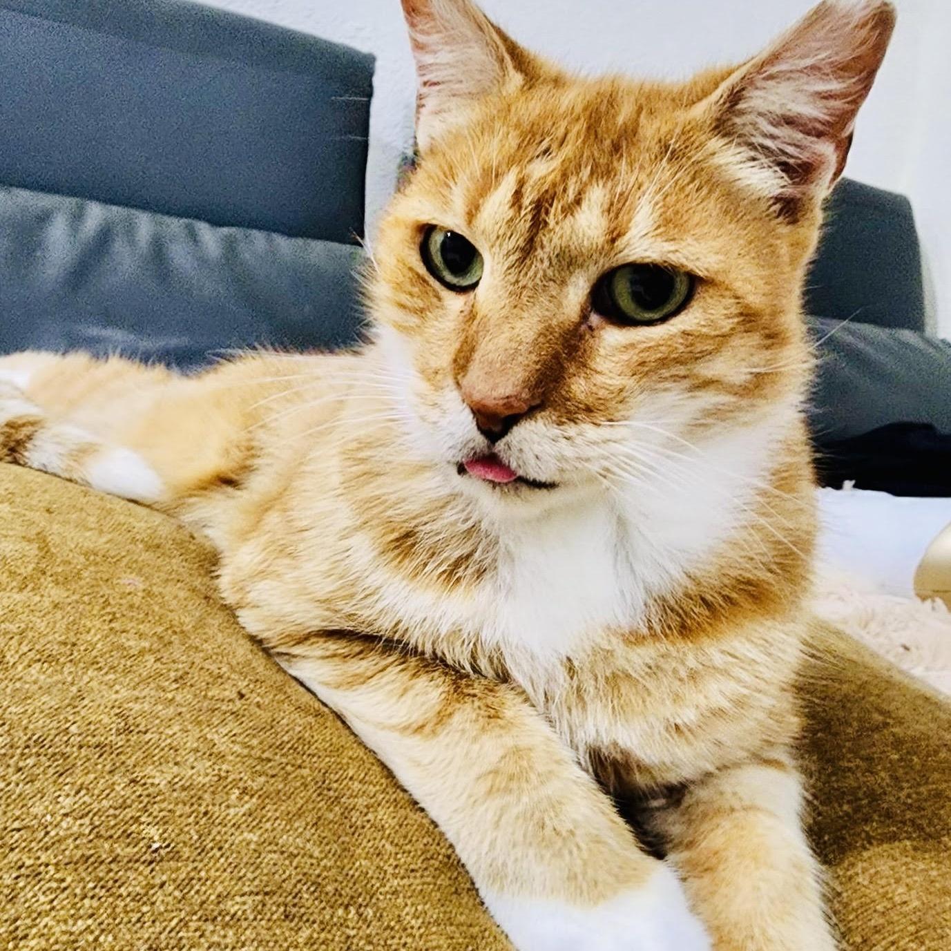 Rubio, a Adoptable Domestic Short Hair in Boston, MA image 2/4