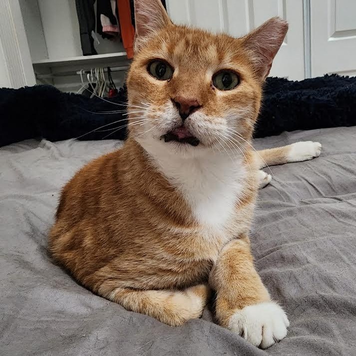 Rubio, a Adoptable Domestic Short Hair in Boston, MA image 1/4